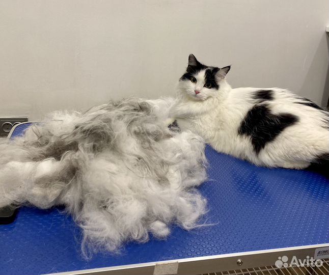 Груминг -уход, линька, вычес, стрижки