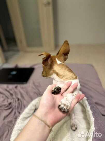 Джек рассел терьер щенок