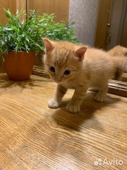 Малыш рыжик ищет новый дом