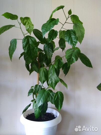 Фикусы, эуфорбия, драцена и др