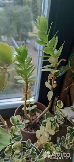 Комнатные цветы бесплатно бронь по 07.09