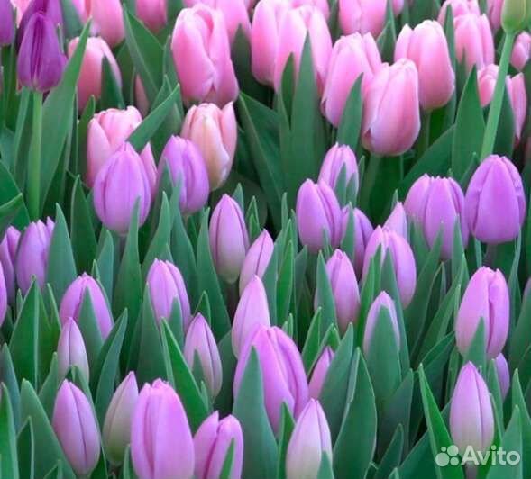 Тюльпаны опт луковица