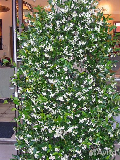 Трахелоспермум