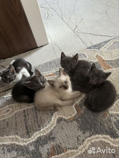 Котята в добрые руки