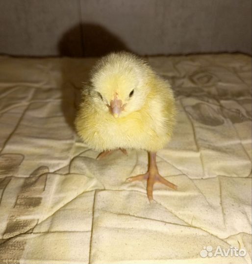 Цыпленок