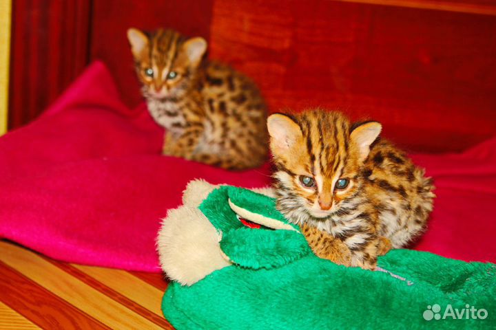 ALC f0. Кошки самки натуральные. Алк f0