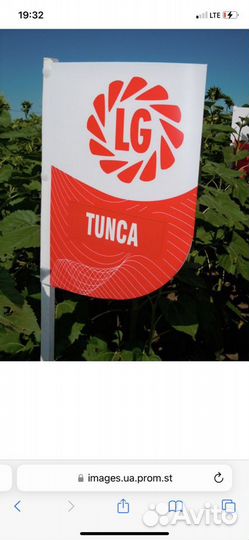 Семена подсолнечника лг тунка