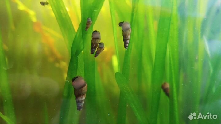 Улитки мелании,риччия растение аквариумное