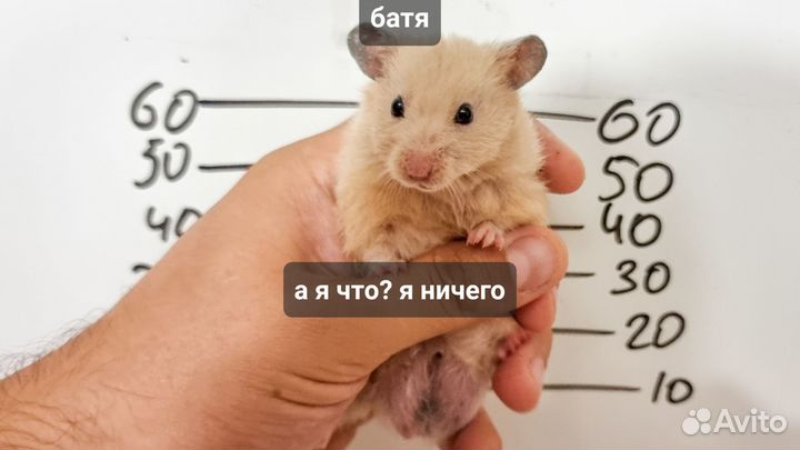 Сирийский хомяк