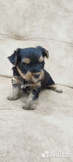 Йоркширский терьер щенки