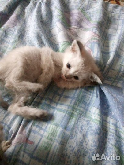 Ла-перм лаперм