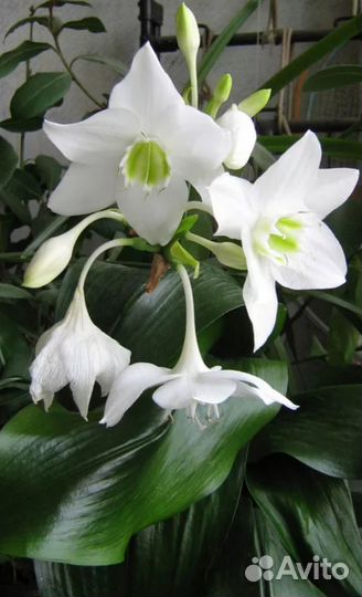 Эухарис амазонская лилия, луковицы