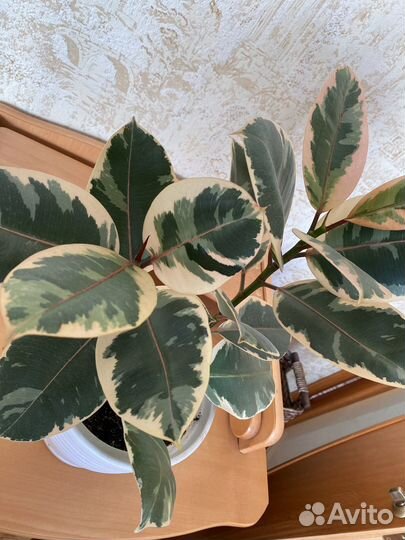 Фикус каучуконосный большой