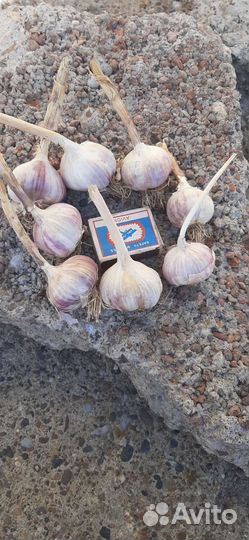 Чеснок