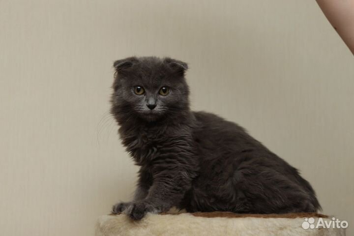 Кошка в дар