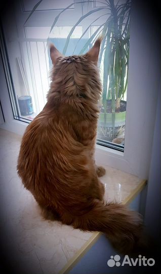 Мейн-кун вязка