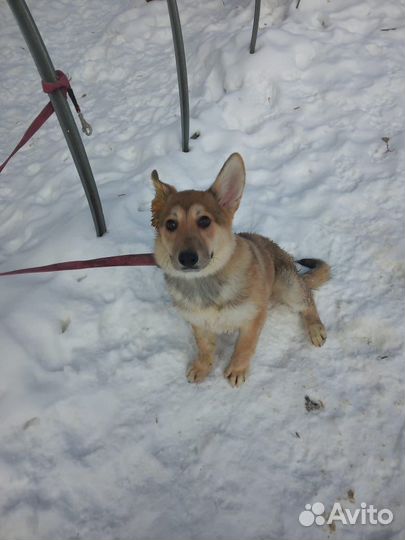 Щенок в добрые руки бесплатно