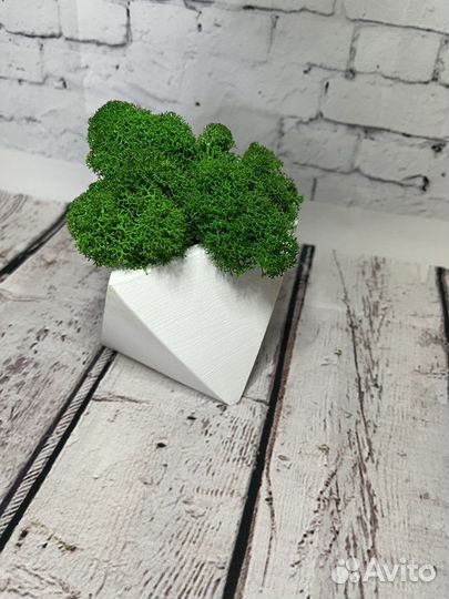 Кашпо со стабилизированным мхом