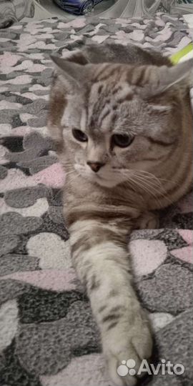 Передержка животных на время отпуска