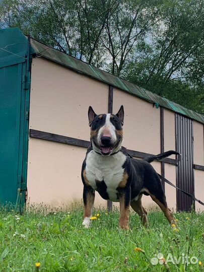 Бультерьер вязка