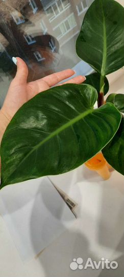 Комнатные растения