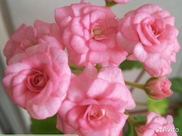 Сортовые пеларгонии