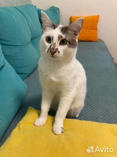 Котенок, кот