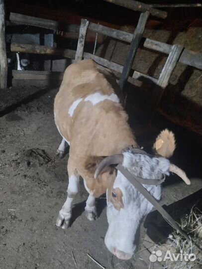 Корова молочная