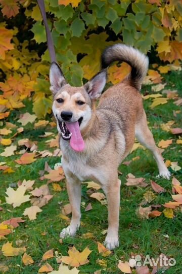 Щенки бесплатно