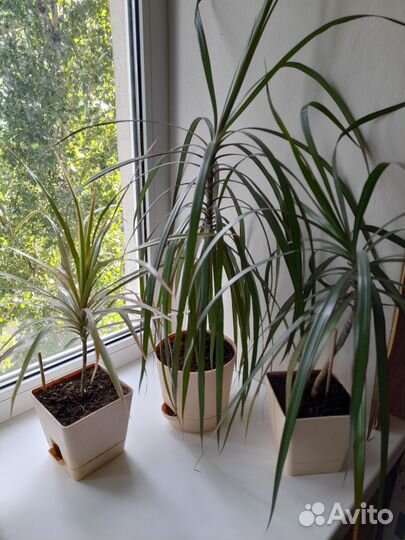 Пальма драцена