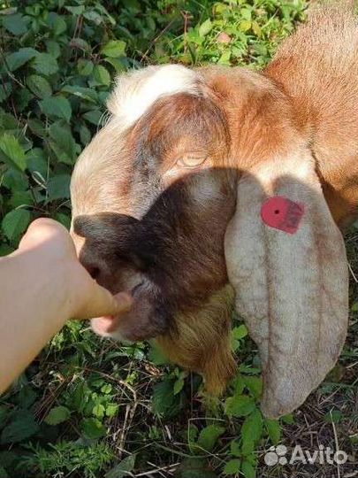 Камори-нубийский козëл вязка