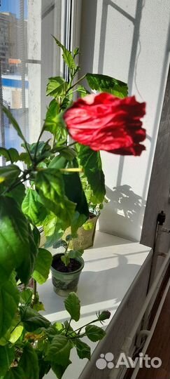 Гибискус китайская роза