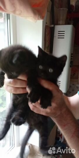 Кошки в добрые руки бесплатно