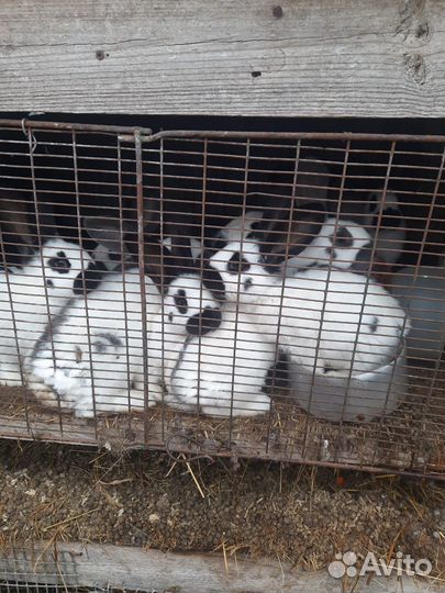 Кролики породы строкач