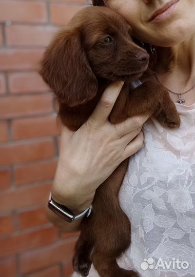Щенки спаниеля
