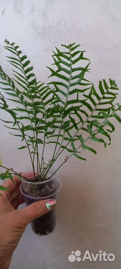 Папоротник Нефролепис Biserrata Fishtail