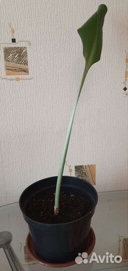 Эухарис амазонская лилия