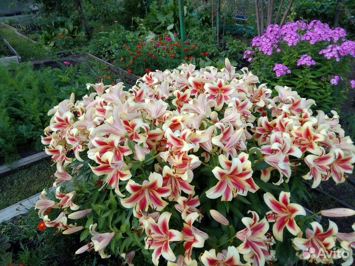 Цветы лилии садовые