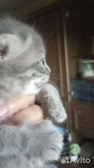 Кошка в дар