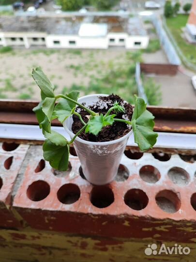 Герань ампельная