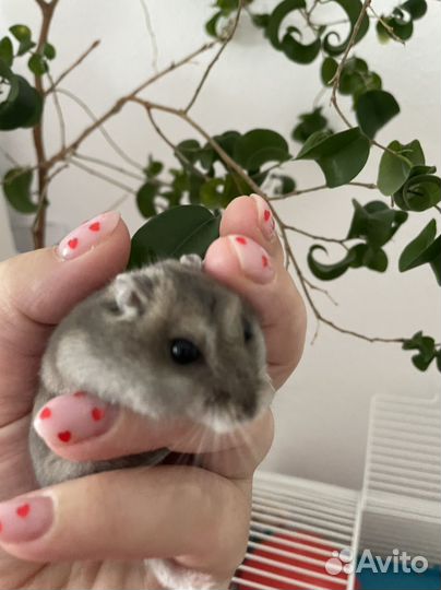 Джунгарский хомяк с клеткой