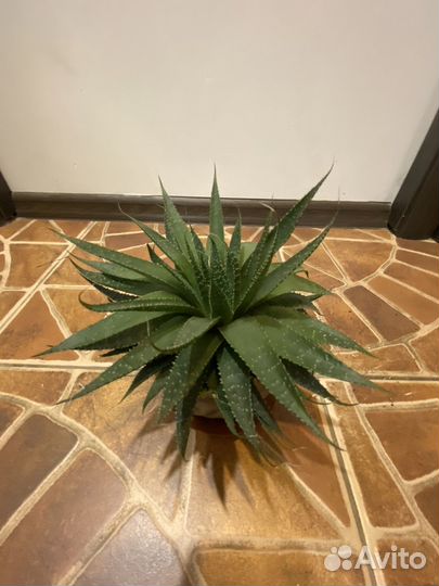 Алоэ остистое