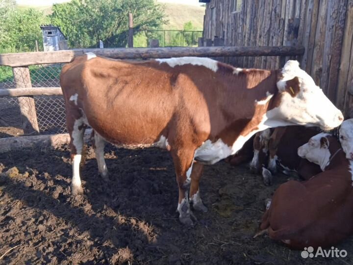 Казахская белоголовая