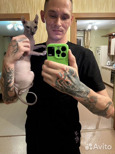 Канадский сфинкс эльф