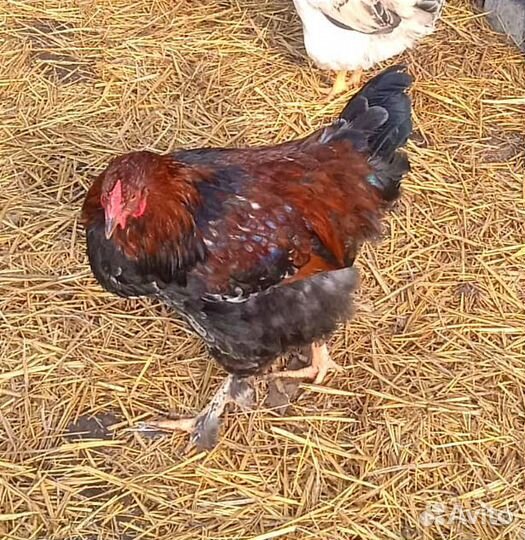 Молодые петухи