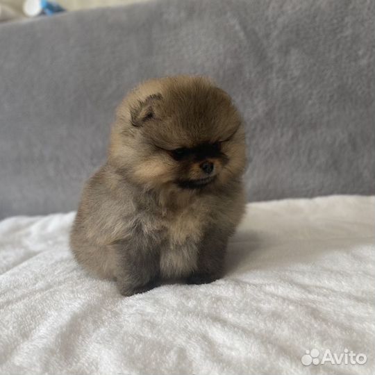 Померанский шпиц