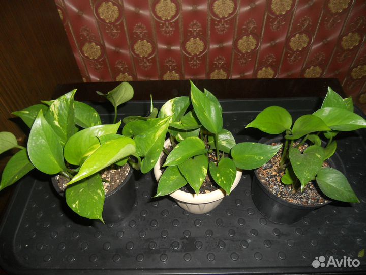 Эпипремнум золотистый