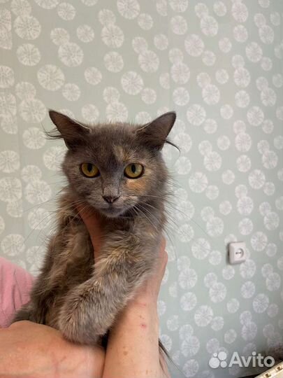 Котята в добрые руки бесплатно