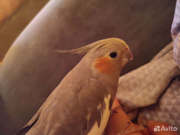 Попугай корелла с клеткой