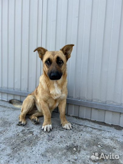 Коротколапик Рада